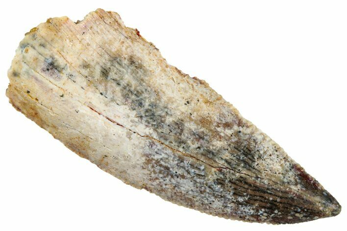 Bargain, Raptor Tooth - Real Dinosaur Tooth #261091